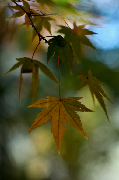 The branch of a Japanese maple droops towards the viewer. The largest of the leaves dominates the bottom third of the frame. The focus is shallow and blurry but picks out with clarity four or five leaves. The colors are muted in this shaded autumnal scene. Olives, pale mustards and the suggestion of oranges and reds to come. Bright blue sky lifts the background, top right.