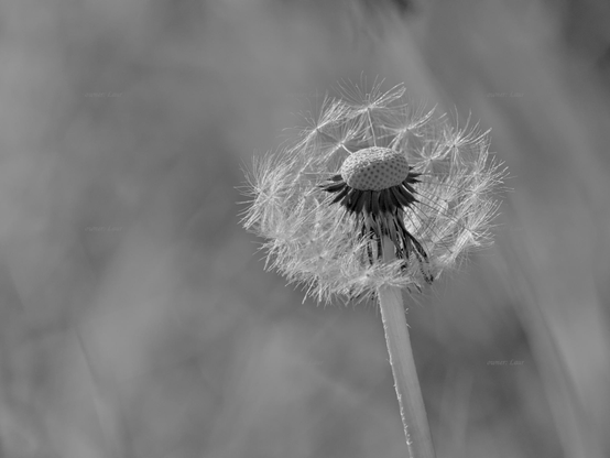 Dandelion, closeup, black and white, photo
