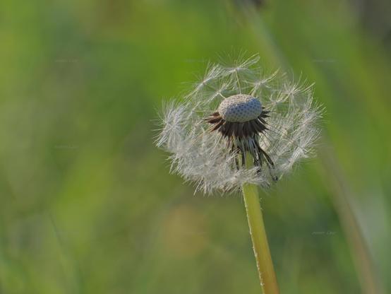 Dandelion, closeup, color, photo