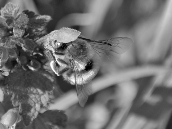 Bee, closeup, black and white, photo