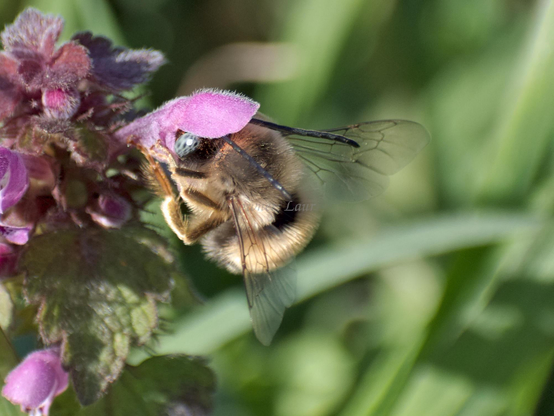 Bee, closeup, color, photo