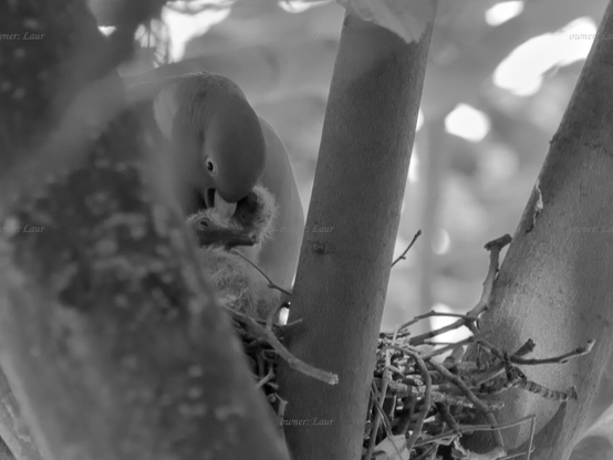 Birds, closeup, black and white, photo