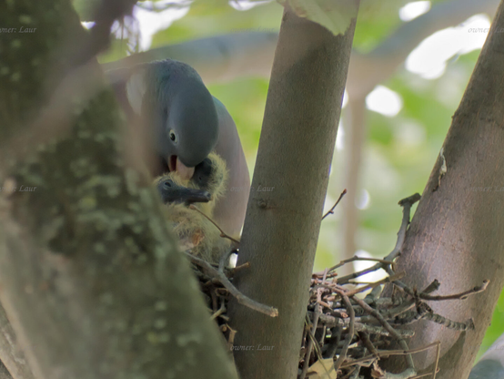 Birds, closeup, color, photo