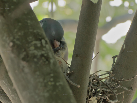 Birds, closeup, color, photo