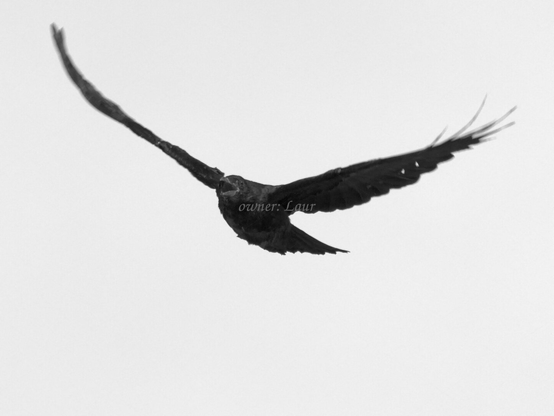 Bird, closeup, black and white, photo