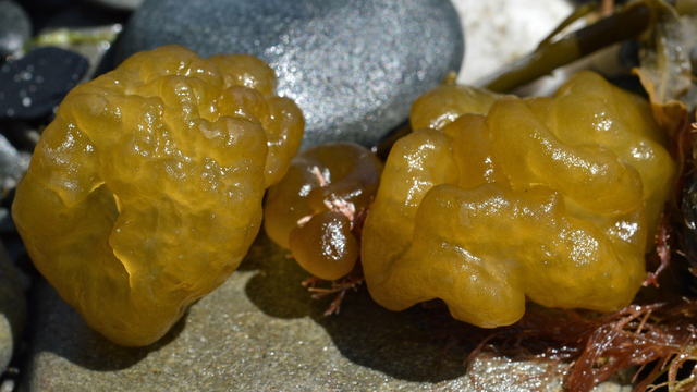 A photo of three balls of puff-ball algae among the rocks of a beach.
