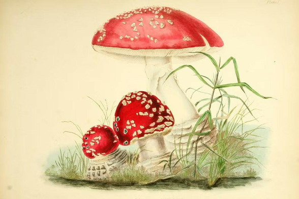 An illustration of Agaricus muscarius from Illustrations of British mycology by Anna Maria Hussey.
