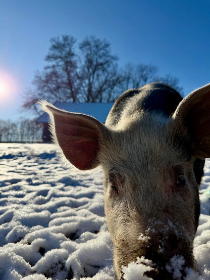 Eine Nahaufnahme eines Schweins in einer verschneiten Landschaft, mit Sonnenlicht im Hintergrund. Bäume und ein Gebäude sind in der Ferne sichtbar.