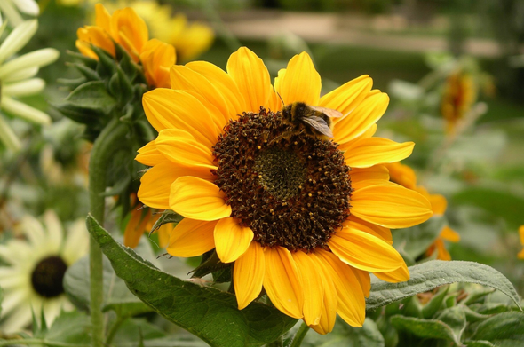 Bee on a sunflower