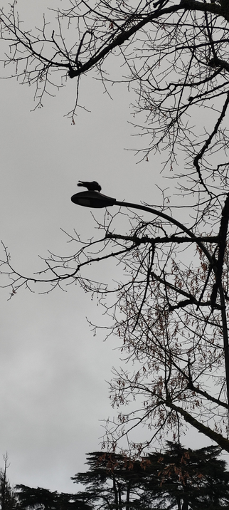 Silhouette d’un oiseau posé au sommet d’un lampadaire, sur fond de ciel gris uniforme. Autour, des branches nues et fines se découpent en réseau sombre, avec quelques feuilles sèches encore accrochées. L’ensemble forme une scène hivernale très graphique.