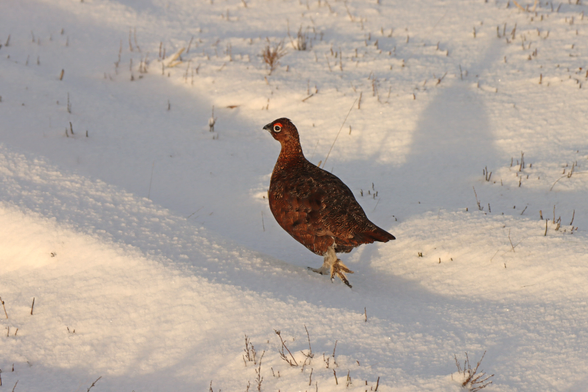 a plump reddish brown game bird struts across snow covered moorland in the late afternoon sunshine