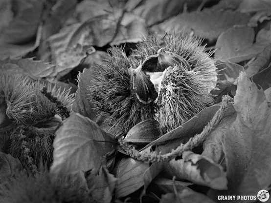 A close-up of chestnuts surrounded by leaves in black and white, highlighting their spiky husks and natural textures on the forest floor.