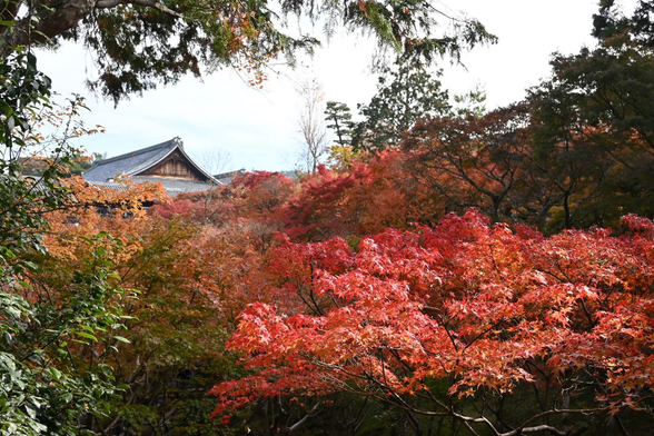 橋の向こうに広がる紅葉したイロハモミジ。/ 東福寺・臥雲橋から