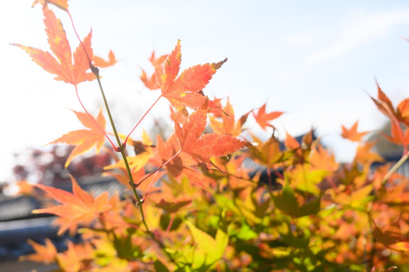 方丈の北側にある通天台からも通天橋周辺に広がるイロハモミジの様子が見える。/ 2025.11.24 東福寺 方丈・通天台から