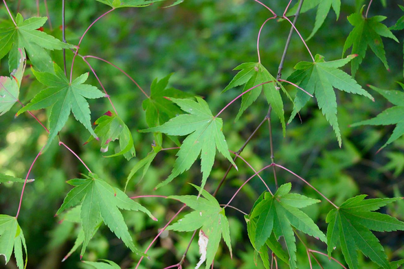 紅葉していない緑のモミジ。/ 2025.11.24 東福寺 方丈・通天台から