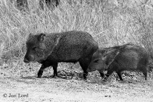 This is a black and white wildlife photo in landscape format of two pig-like animals strolling through some arid undergrowth. Tuscon, Arizona (2025).

Surrounding the centre of the image are two Javelinas, one adult, one juvenile, the adult being a little over a metre long, the smaller, a little less, walking from right to left, out of an area of dense arid brush and across a dirt track. The two animals have a destinctive pig or wild boar look about them, though smaller (and lack tusks). They have a large head with a pig like snout, small eyes, ears on the top of their heads and very, very, course black and light grey hair covering their bodies. Javalinas are sociablle animals and group together in squadrons, not herds. While shy, they did not appear aggressive like wild boars.