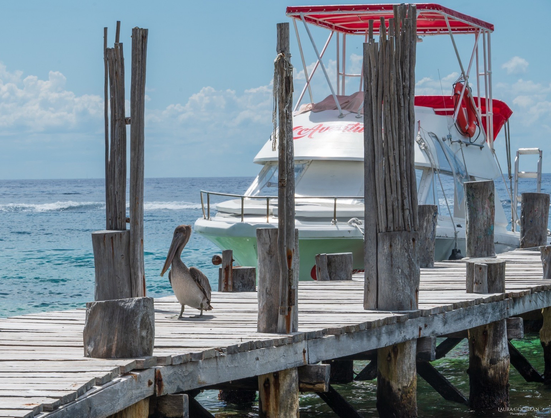 A pelican stands on a wooden pier, with a boat in the background. 