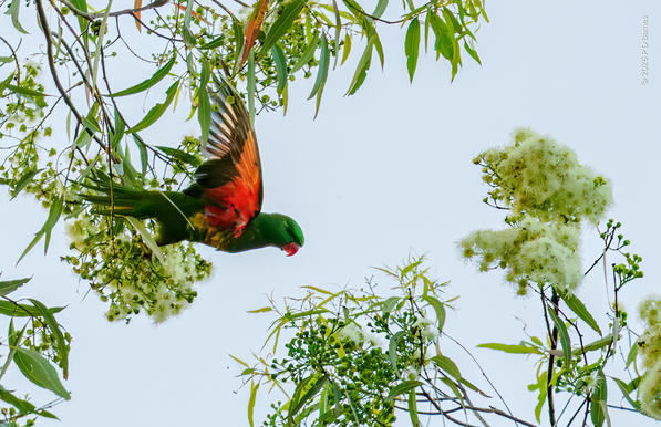 A lorikeet is just leaving one cluster of gum-flowers to fly to the next.