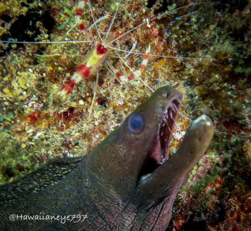 A greenish brown moral eel looks upward with its mouth agape. A red and white banded shrimp pauses on a wall above the eel’s head.