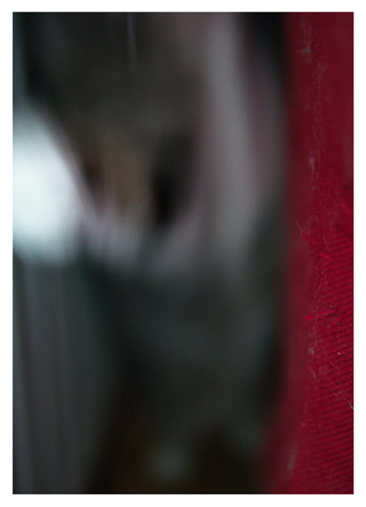 En stående bild på katten Sonja som hoppar mot kameran. Allt är suddigt.