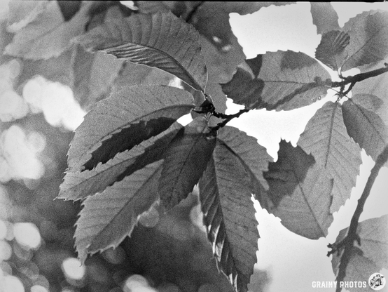 A close-up view of green leaves on a branch, illuminated by soft natural light, with blurred background. The leaves display a variety of textures and shapes, showcasing the beauty of nature in monochrome.