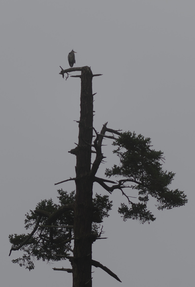 Grey heron sits on top of fir tree, surveying to fog
