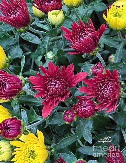 Deep Red & Yellow Chrysanthemums