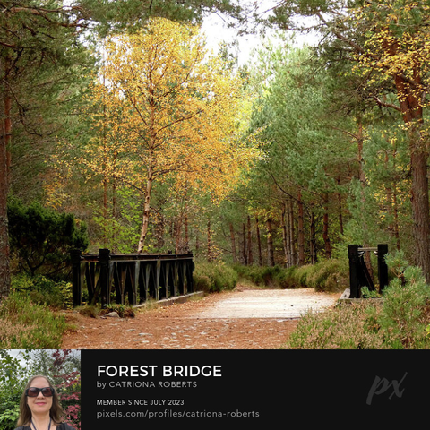 Coloured photograph featuring the design- 

Forest Bridge through the Scottish Highlands.

I took this photo during a lovely autumnal nature walk through the Scottish Highlands. 

Features a serene mixed forest path revealing a quaint iron bridge surrounded by tall Birch and Pine trees with autumn foliage. 

The mixture of green and golden leaves creates a peaceful atmosphere.

Click links on the main post for options.

