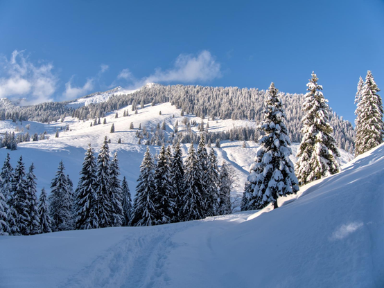 You can see a winter scene in the bavarian alps. The mountains are snow covered as are the trees. The sky is blue with some small low clouds.