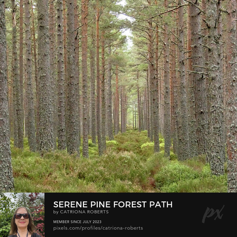 Coloured photograph featuring the design- 

Serene Pine Forest Path through the Scottish Highlands.

I took this photo during a lovely nature walk through the Scottish Highlands. 

Features tall, straight Pine trees lining a natural pathway through a serene forest. 

The ground is covered in lush greenery, creating a peaceful, natural atmosphere.

Click links on the main post for options.
