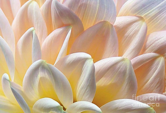 https://fineartamerica.com/saleannouncement.html?id=d762f48d831c3bfbfa10843ebf897cf9

https://fineartamerica.com/saleannouncement.html?id=c2fa3783f665770720b73f0397833c47


**ACHIEVED TIED 1ST PLACE IN FAA CONTEST - "Elegant Floral Macro - Photography" October 2021.

Won Guru Shots Top Photo Contest >> https://gurushots.com/photo/a406c58fdec28f5c9b43bc6b627bf3c9

**ACHIEVED SHARED 2ND PLACE IN FAA CONTEST - "Over Ten Thousand Visits" November 2018.
**ACHIEVED 3RD PLACE IN FAA CONTEST - "Sold in January on FAA 2017" - February 2017.
**ACHIEVED 3RD PLACE IN FAA CONTEST - "Botanical Abstract" October 2016.
**ACHIEVED 1ST PLACE IN FAA CONTEST - "Abstract Fun" January 2015.

A macro or close up photograph of a pretty pastel lemon and pink Dahlia flower making a lovely floral abstract showing us the beautiful patterns nature has to offer.
THE FINE ART AMERICA LOGO WILL NOT SHOW ON PURCHASED PRINTS OR PRODUCTS.