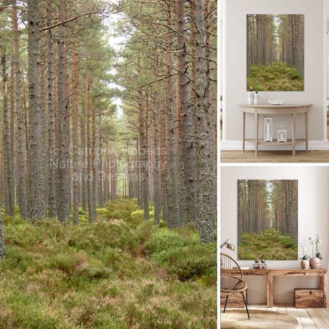 Upper/lower left coloured photograph featuring the design-

Serene Pine Forest Path through the Scottish Highlands. 

Upper right design on a Canvas Print on a wall above a hall table. 

Lower right design on a Canvas Print on a wall above two small living room tables. 

I took this photo during a lovely nature walk through the Scottish Highlands. 

Features tall, straight Pine trees lining a natural pathway through a serene forest. 
The ground is covered in lush greenery, creating a peaceful, natural atmosphere. 

Mockups combined in a grid format in canva.com

Click links on the main post for options.
