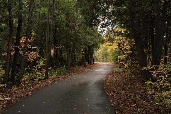 This is an autumn season landscape format photo of an accessible trail that runs through a forested area. Many leaves have fallen onto the ground on both sides of the trail, with some on the paved asphalt surface. This part of the forest contains a mix of both deciduous and coniferous trees on both sides of the trail. Some fall coloured leaves that remain on the branches stand out against the green background of the coniferous trees. The photo was taken on an overcast day and the trail is somewhat wet due to recent rain showers.  The trail makes a left turn up ahead, next to a low wooden fence, which can been seen in the centre of the frame.