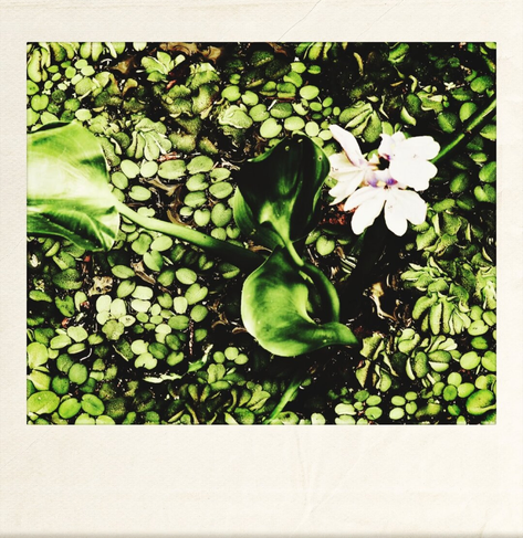 A color photograph showing an overhead view of densely packed plants floating on a pond. There is one white flower in the upper right of the frame. The plants are a deep green color. Framed in white.