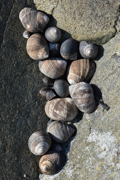 A photo of periwinkles on a rock..