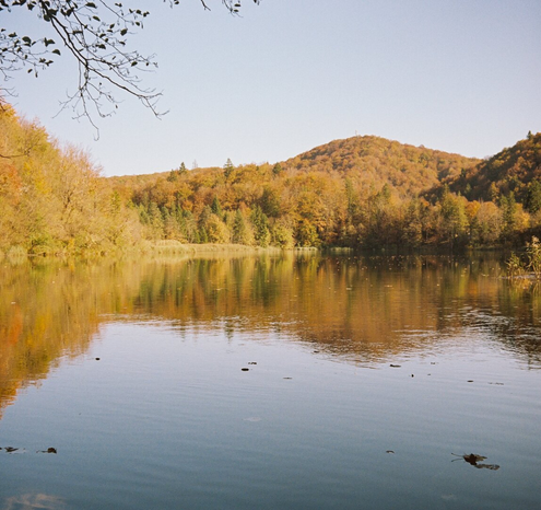 A forest with a lake, its reflection visible in the lake. There are golden trees.