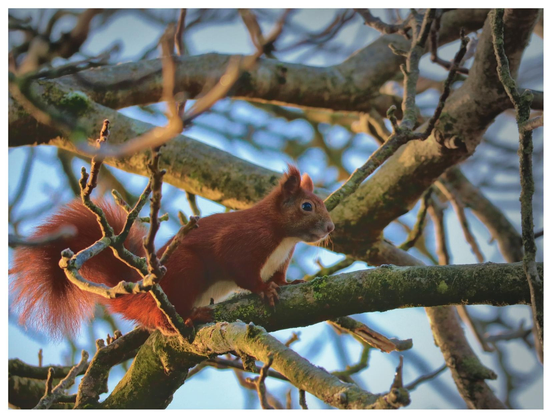 Ein rotes Eichhörnchen situt auf einem Ast