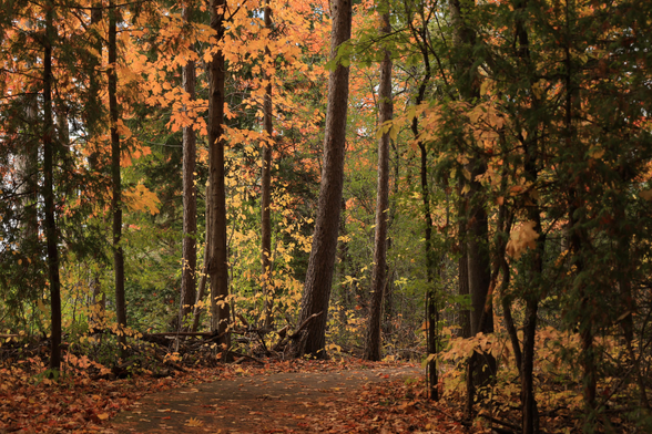 This is an autumn season photo taken in landscape format of an accessible hiking trail that passes through a wooded area. The trail curves to the right at about a ninety degree angle where this photo was taken. The remaining leaves on the deciduous trees in this area are orangish in colour. Fallen leaves can be seen on the paved trail surface and also on the ground. The afternoon sun created a bit of a backlighting effect for the trees in this area. The photo definitely gives off a fall vibe.