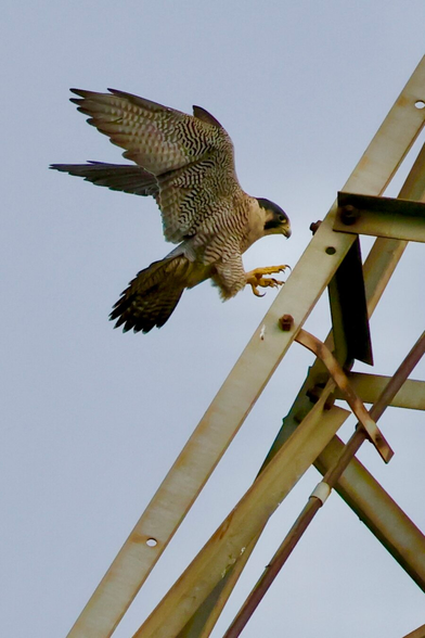 a beautiful raptor in flight approaches a power tower with its talons out front.