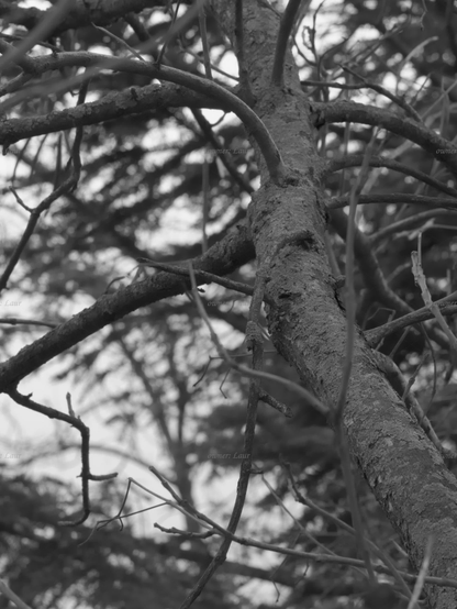Tree, black and white, photo
