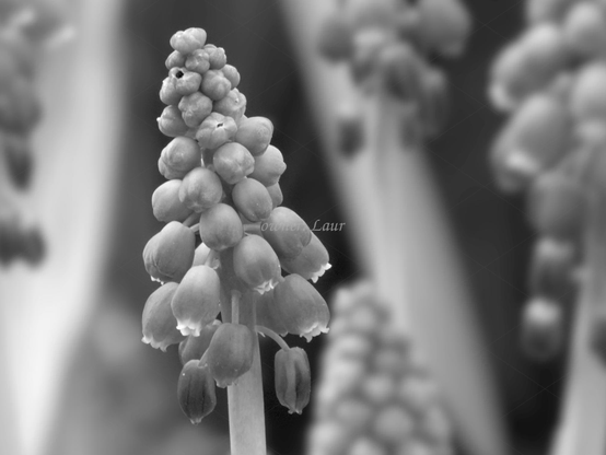 Flowers, closeup, black and white, photo