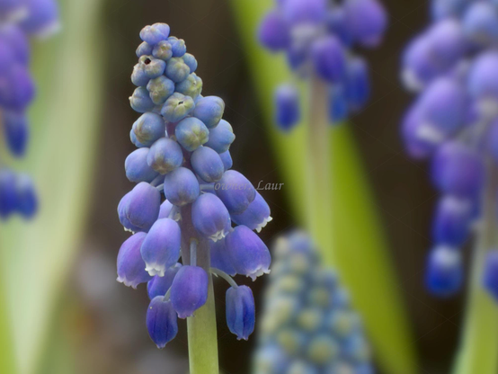 Flowers, closeup, color, photo