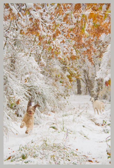 A snow covered track through woodland along which is careening a small happy dog, legs in the air and ears flapping. Behind, an older dog watches on.