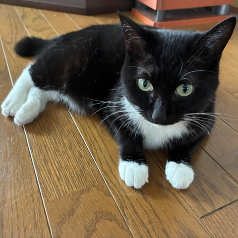 A black and white cat is lying on a wooden floor.