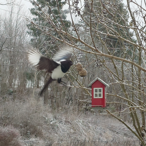 Square photo of a winter garden. In the foreground is a small tree with two feeding stations hanging from thin branches only suitable to hold small birds. One is a small red house with seeds, the other is a metal spiral filled with suet cakes. The main attraction in this photo is an Eurasian magpie caught in flight, it's wings spread out, as it tries to get a nibble from one of the suet cakes.