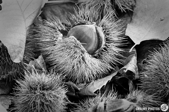 A close-up black and white image of spiky chestnuts nestled among fallen leaves, showcasing their textured surfaces and the organic interplay of nature.