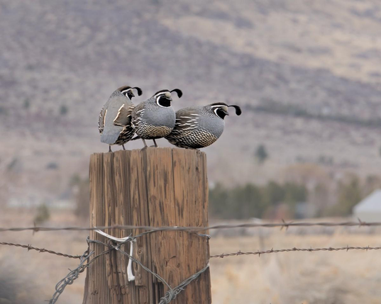 A color landscape photo of three birds sitting on a large round wood fence post. The birds are small and very plump and round. They are gray on the chest with bronze colored wings. Their bellies are checkered with bronze and white. Their heads are black with white lines under their chins and over the top of their heads. Each has a long upright tassel that sticks out in front of their face. Two are pointed toward the right and the one on the left has its back to the camera but is looking over its right shoulder.