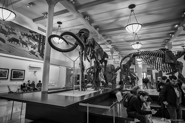Fossils at the American Museum of Natural History
BW