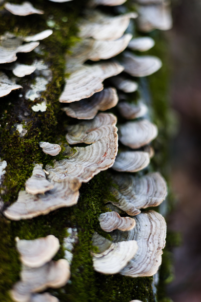 A fungus growing on a downed tree covered in green moss. My lens got a little too happy with being swirly on this one, but I'd still use it as a wallpaper, so, maybe you might.