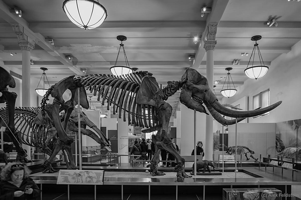 Mammoth fossil at the American Museum of Natural History
BW